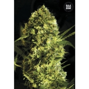 Auto DEVIL S KISS - Bulk Seeds Bank